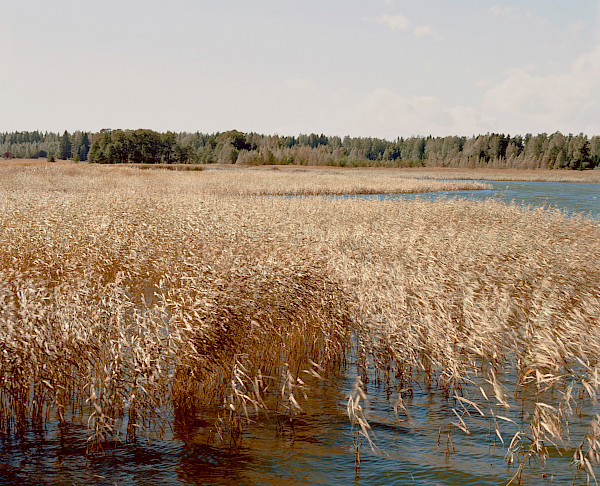 THE VIEW FROM UNTITLED (BOAT HOUSE), BY SAM FALLS 2015.